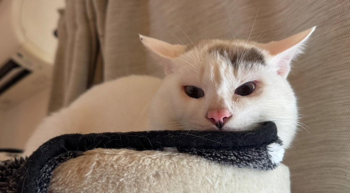 シンバ、新しい遊び？