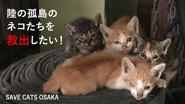 陸の孤島のネコたちを救出したい！ 保護救出＆保護猫シェルター建設 のトップ画像