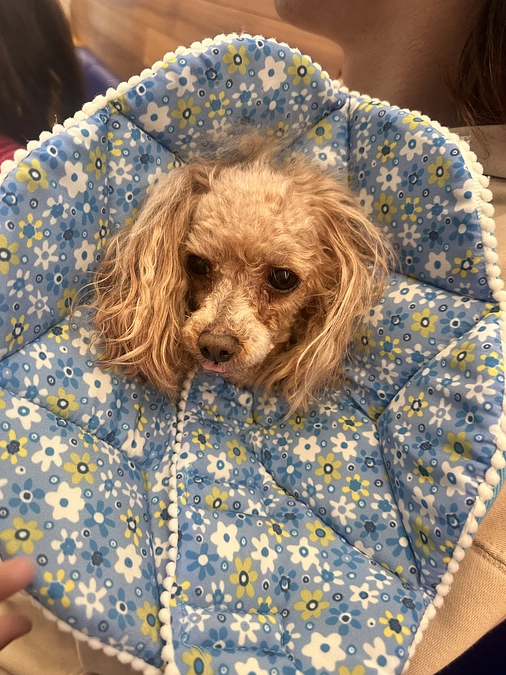 🌸 退院しました 🌸