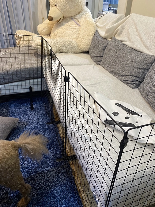 自宅での安静生活が始まりました。