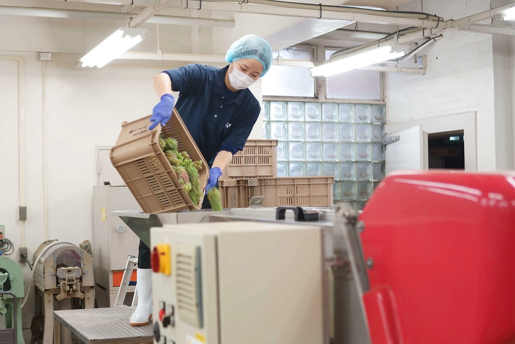 今年１番目の仕込み作業 ～青デラの仕込み～