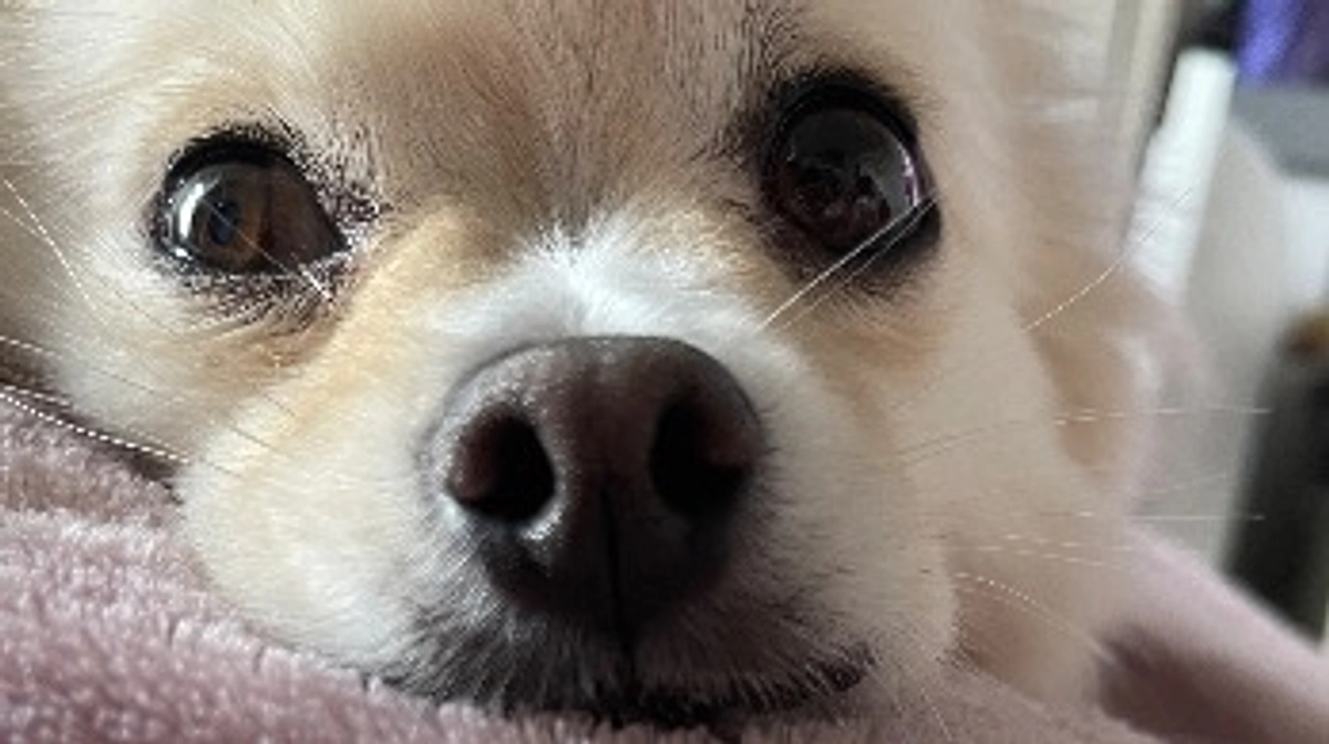 アンディものすごく元気です🐶💪