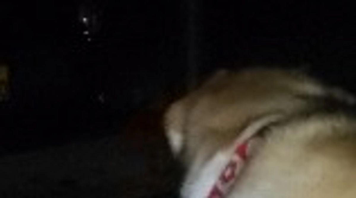 おはようございます。