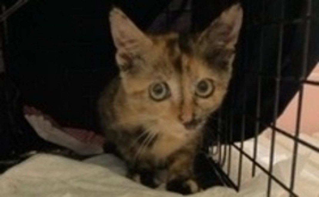 ただただ応援２