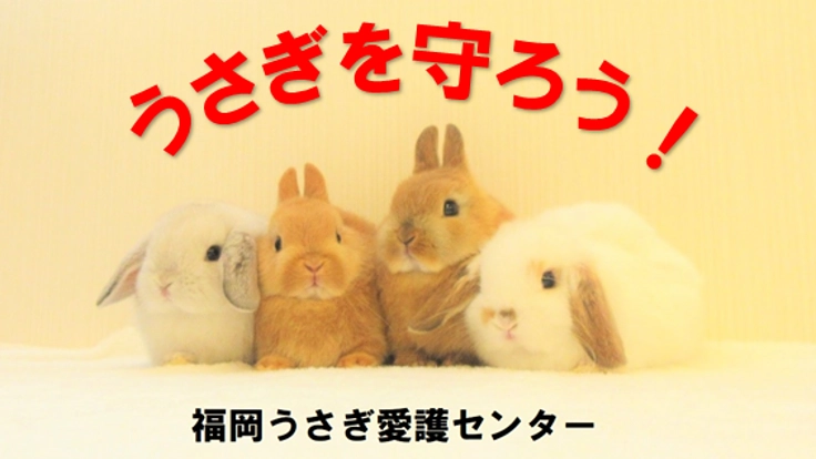 かわいそうなうさぎZERO運動!うさぎシェルター 開設にご支援を。