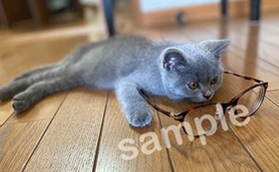 コタロー画像データ1枚