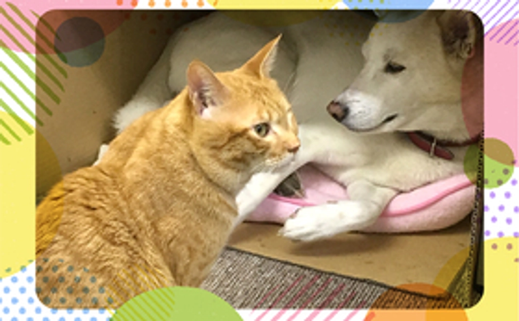 毎月応援！ワンニャン×3コース