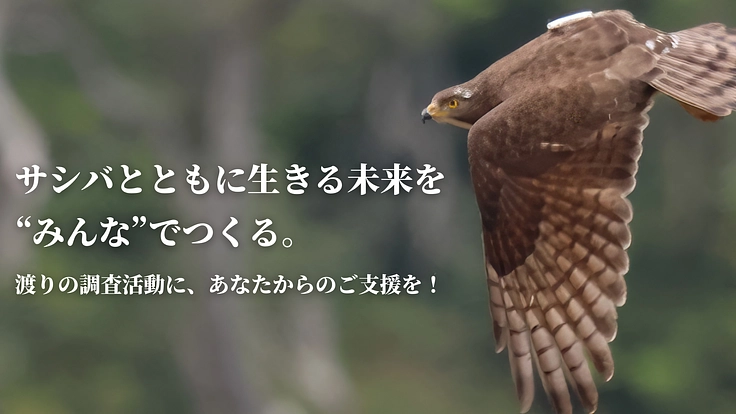 【第二弾】絶滅危惧種サシバの保全を皆の手で。渡りの全容解明への挑戦
