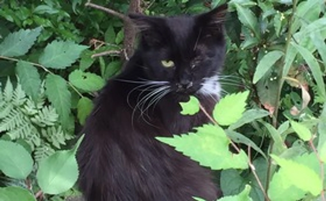 応援コース（5,000円）