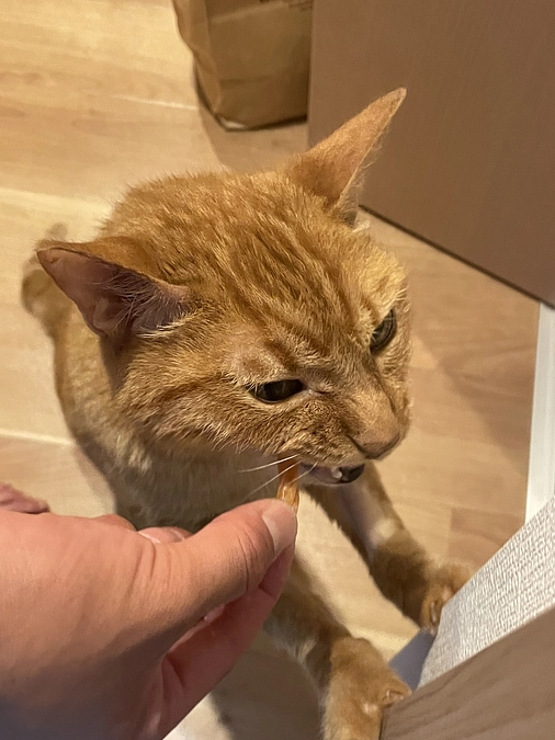 今日の虎徹も元気元気！🐯