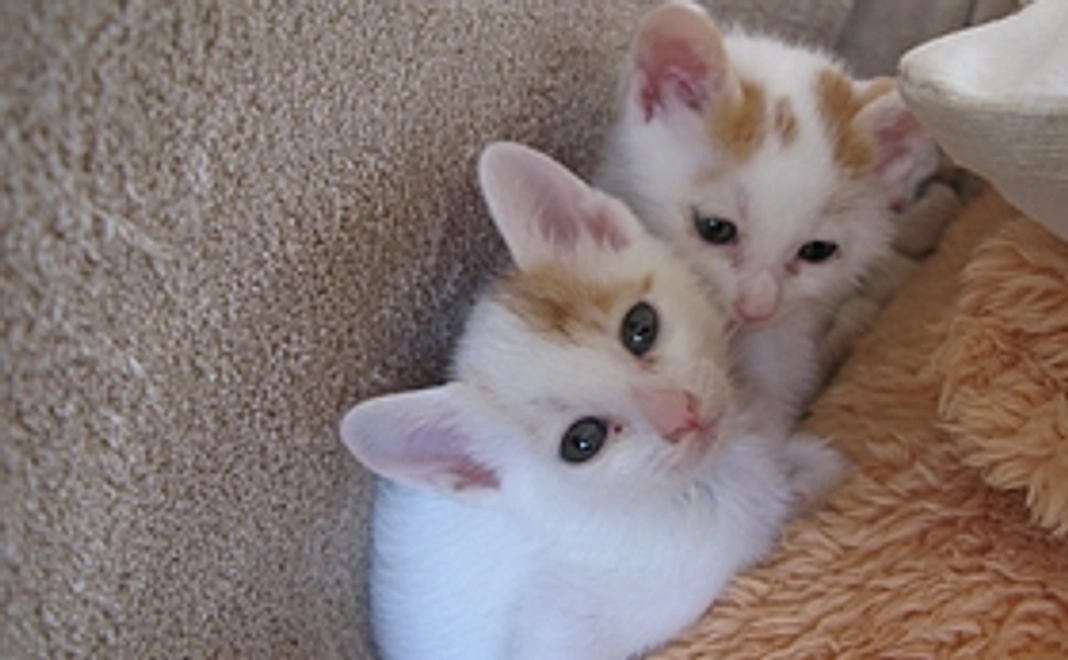 猫舎建設応援コース10,000円