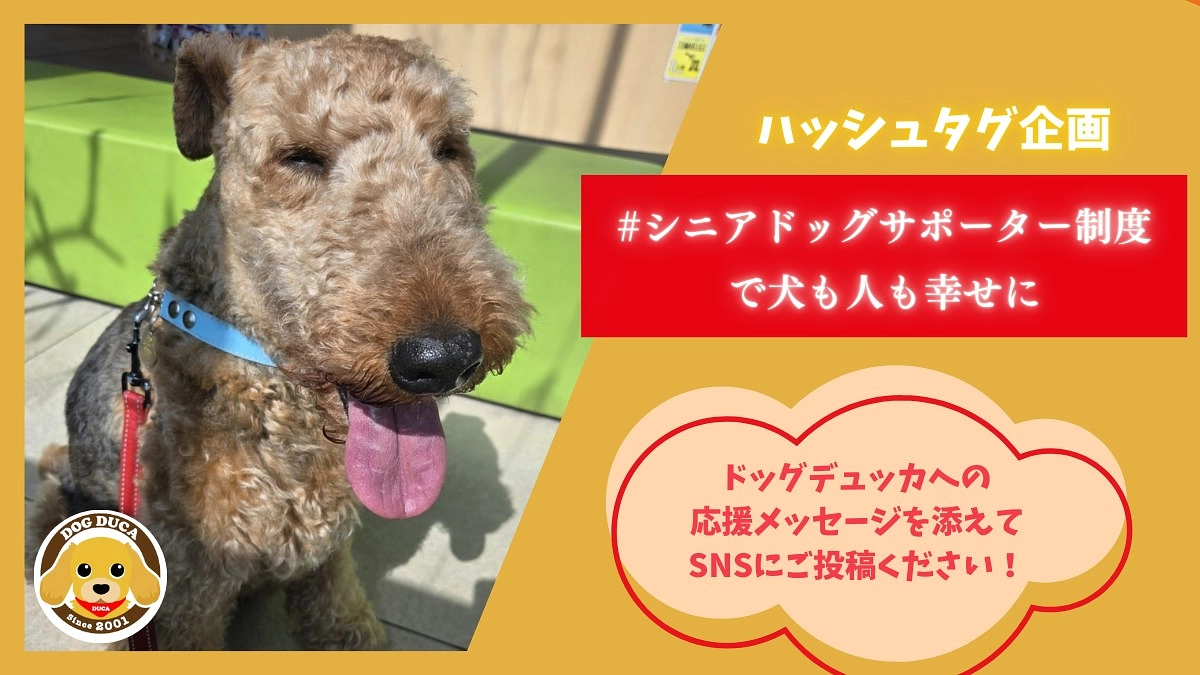 【ラスト2日！緊急企画！】シニアドッグサポーター制度の輪を全国へ！ハッシュタグ企画開始します！