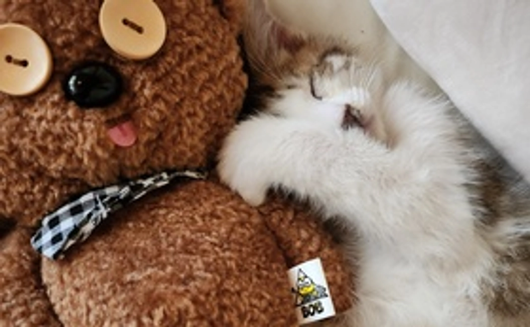 猫の写真付き感謝のメール