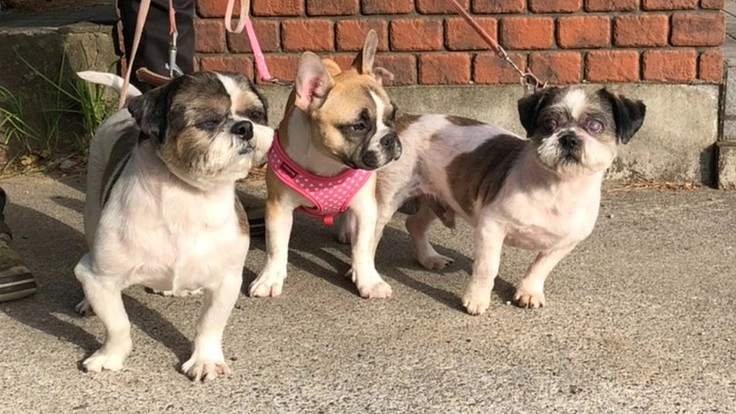 動物総合型施設を作りたい。