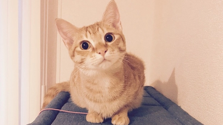 FIP（猫伝染性腹膜炎）と闘う小さな命にどうか力を貸してください