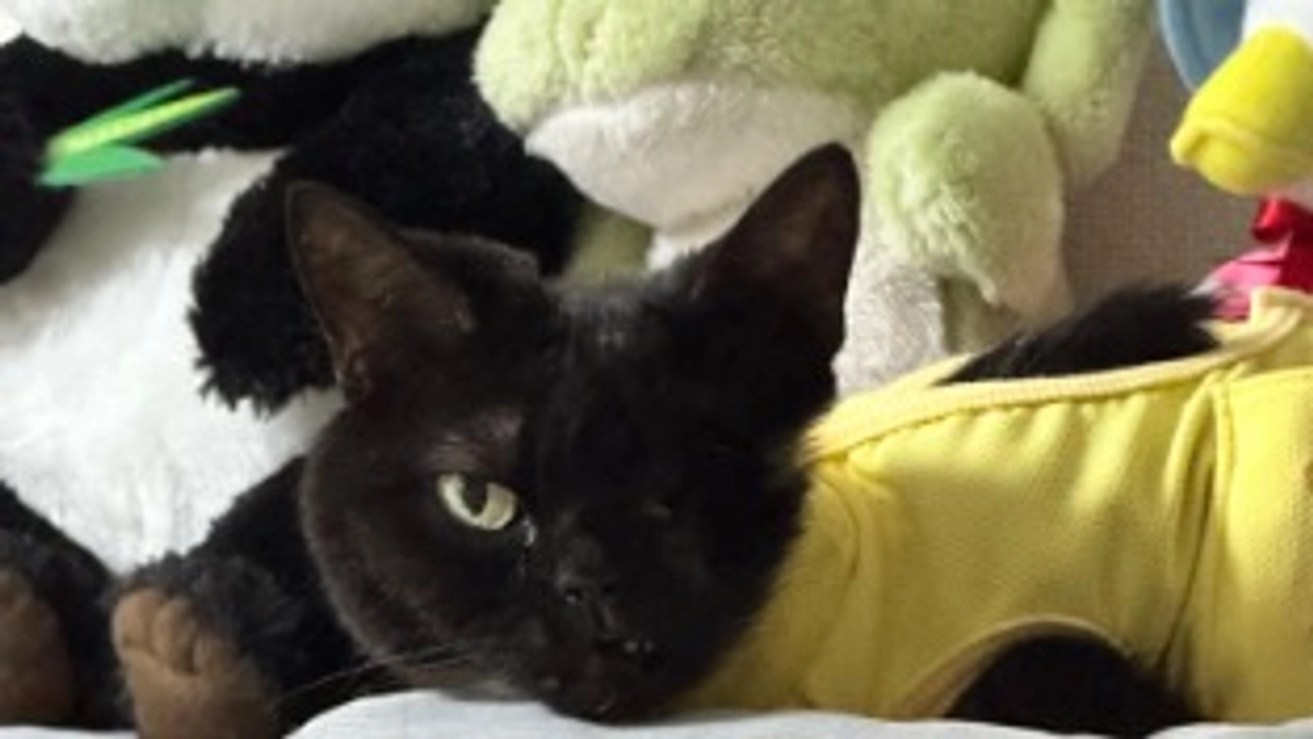 クラウドファンディングの活動ポスター