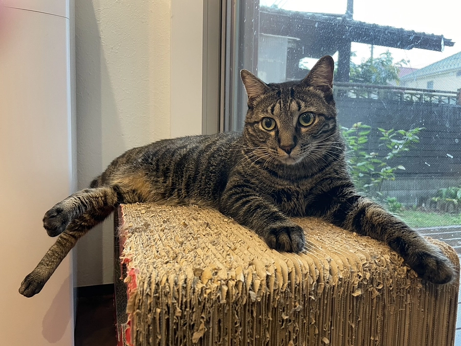 在籍猫紹介【カメちゃん達】