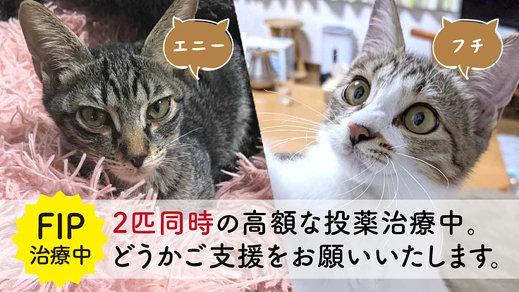 3兄妹のうち2匹が…難病のFIP治療のご支援をお願いします