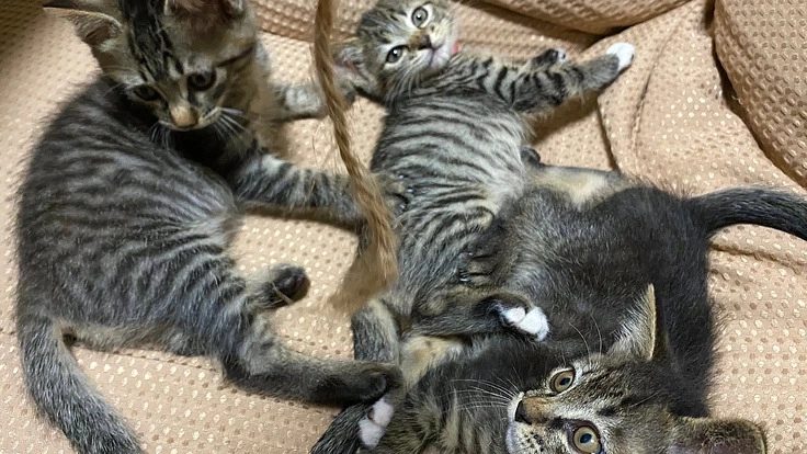 保護猫たちの飼育費用を支援して下さい