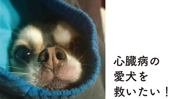 コルトを助けたい！僧帽弁閉鎖不全症の手術費のご支援をお願いします！