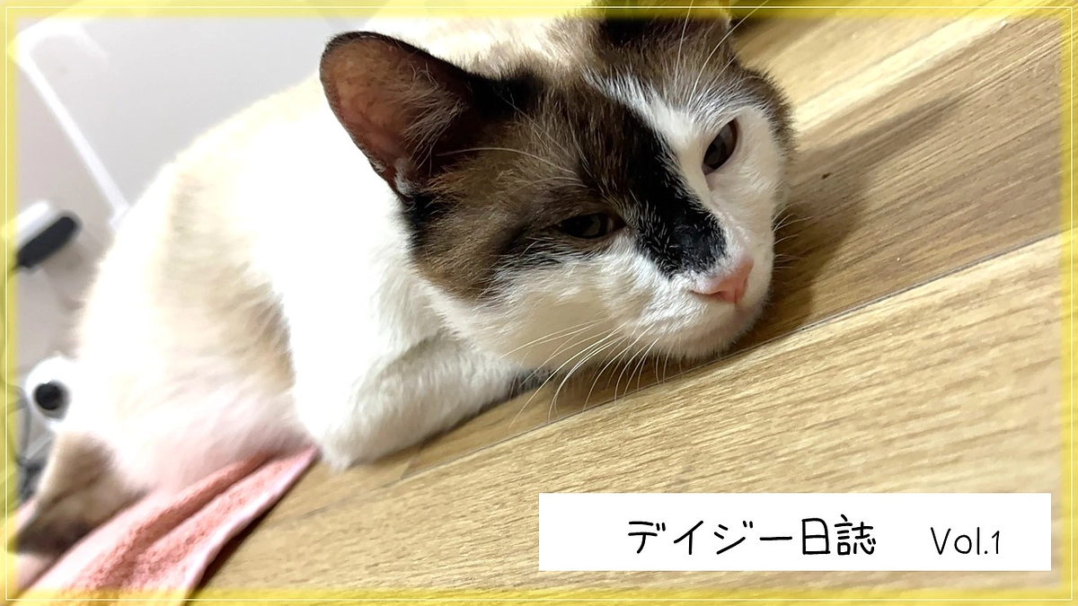 デイジー日誌　Vol.1