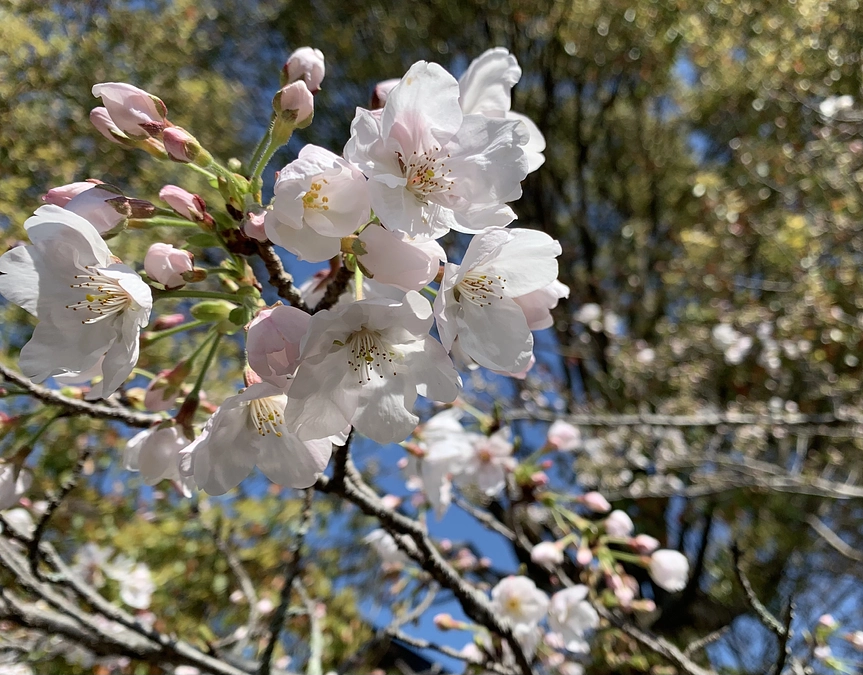 桜咲く春に向かって～輝く命のために＆PV第２弾完成しました