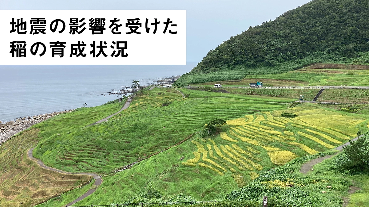 地震の影響を受けた稲の育成状況