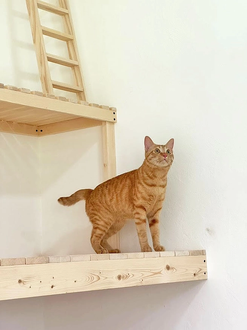 保健所の方が犬猫ファシリティの確認と打ち合わせに来場されました。 