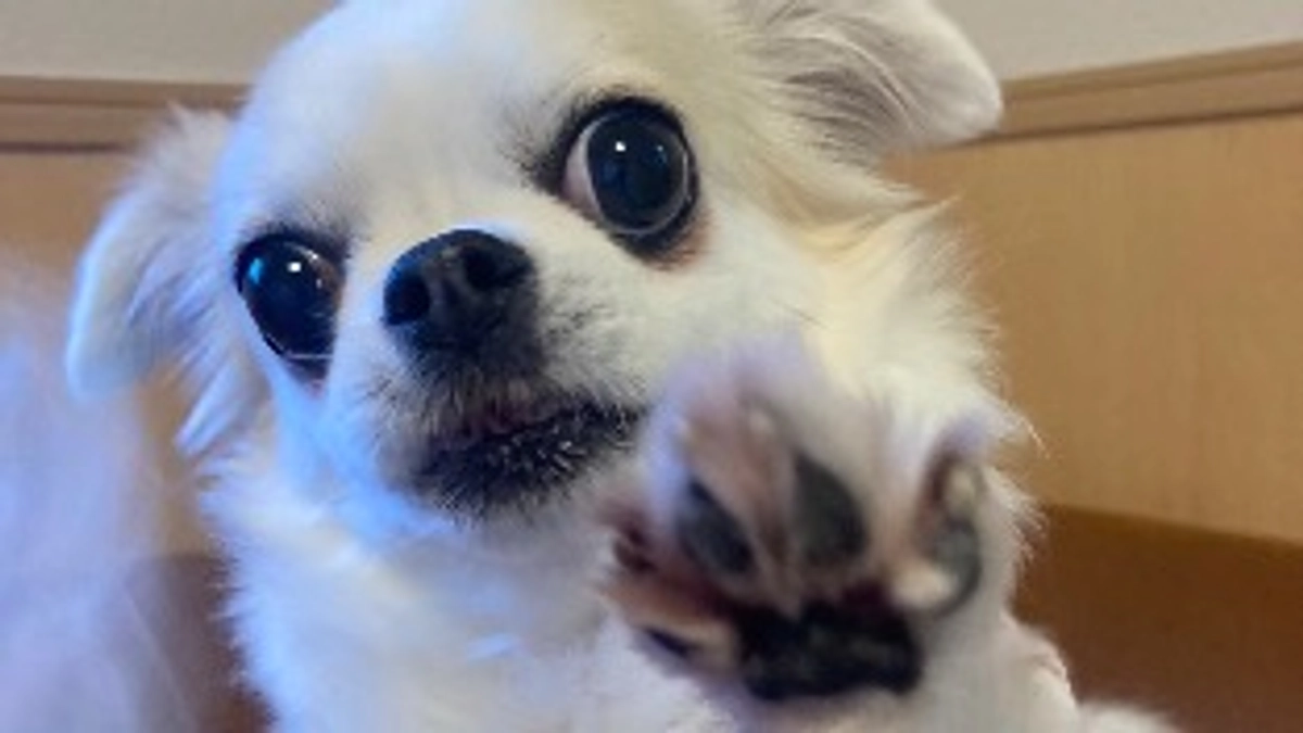 プロジェクト開始して4週間が経ちました。