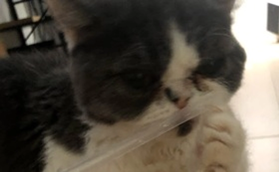 全力応援(リターン不要）1000円コース