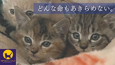 あきらめたくない目の前の命。傷病猫も救い続けるため医療費にご支援を のトップ画像