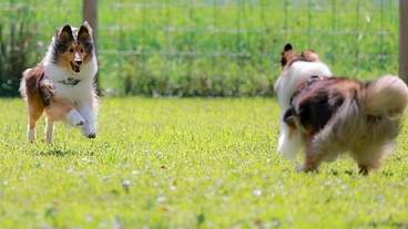 春日部の街中にドッグラン＆カフェを！！地域活性化をめざして！！ のトップ画像