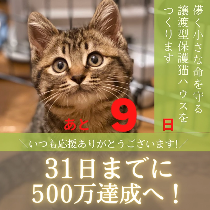 70gのキジトラ女子は「スミレ」