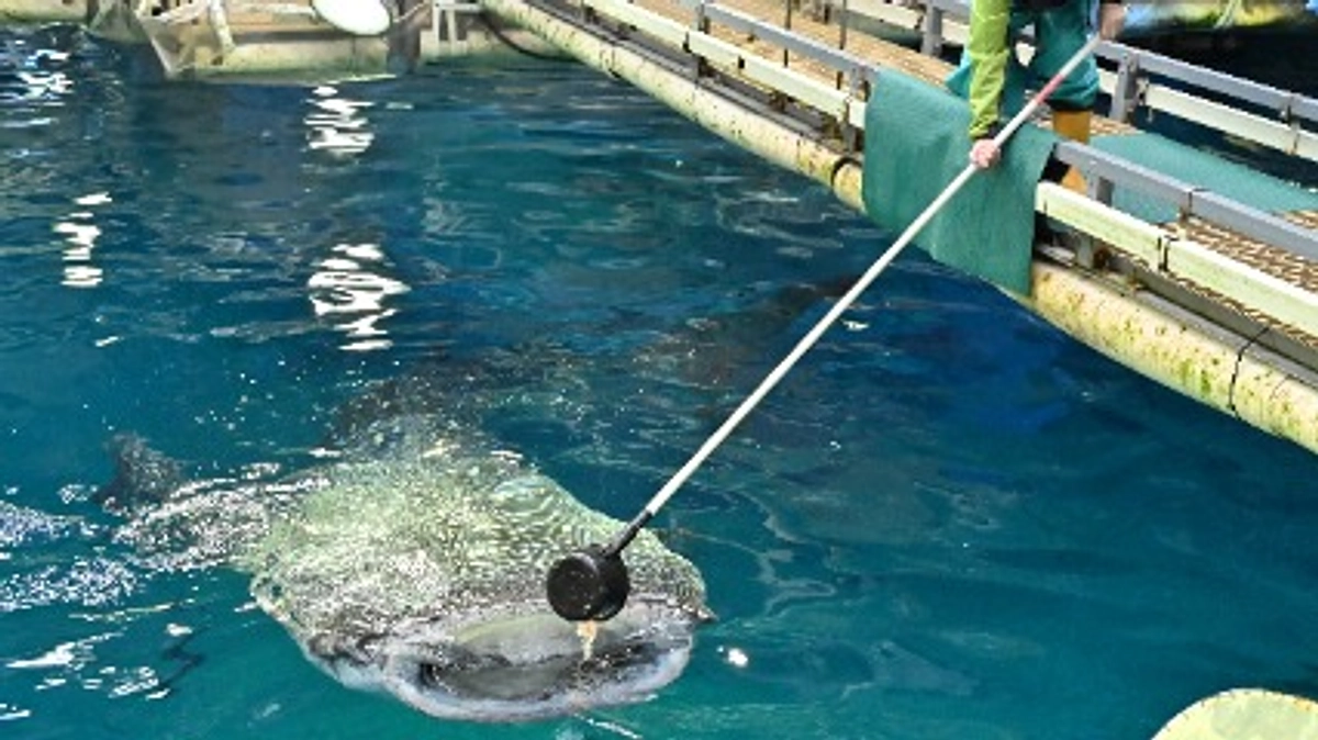 体験系「ジンベエザメの給餌体験」の様子をお届け👀