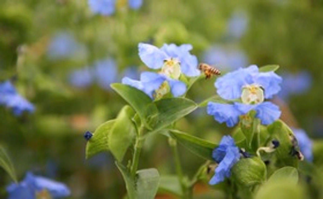 シンプルご支援コース5000