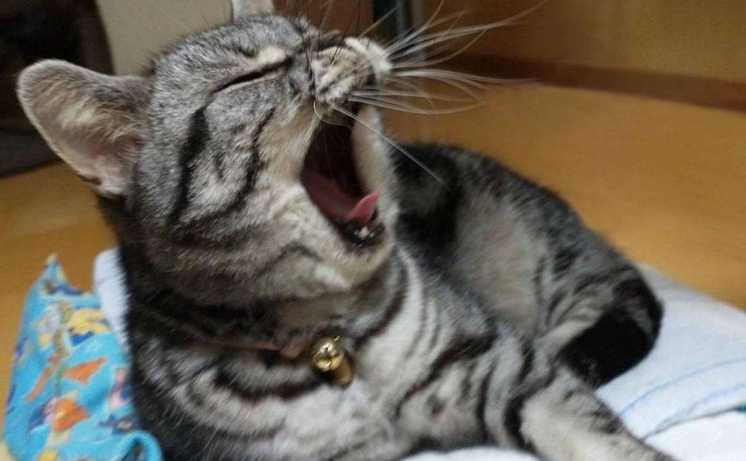 ラテを助けてください！拡散もして頂けると嬉しいです。【2】