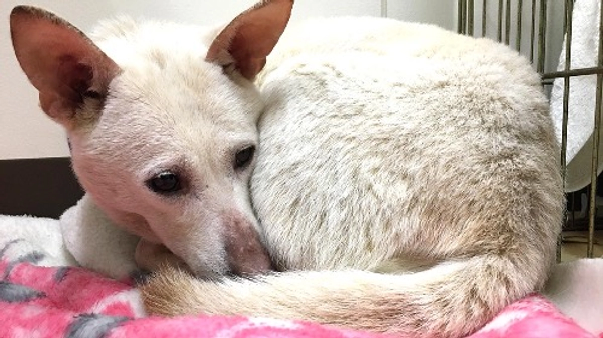 【第二目標500万円に挑戦中！】避妊手術から退院した白い雌犬がマザールーフの部屋へやって来た！