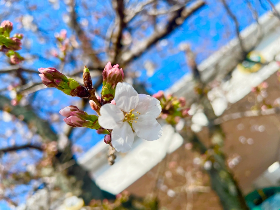 桜の様子は・・・