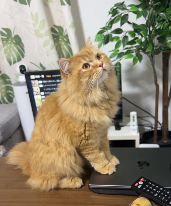 経過報告&ご支援のお願い