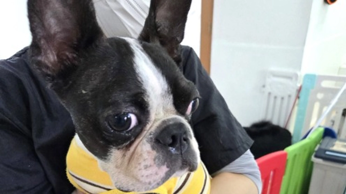 【シニアドッグサポーターで幸せになりました】世話が負担のボストンテリア、経験豊富なシニア家族の元へ