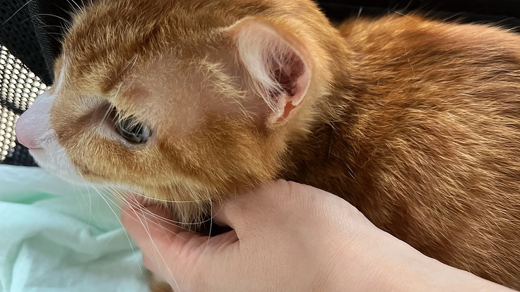 保護猫がんもちゃんの治療費