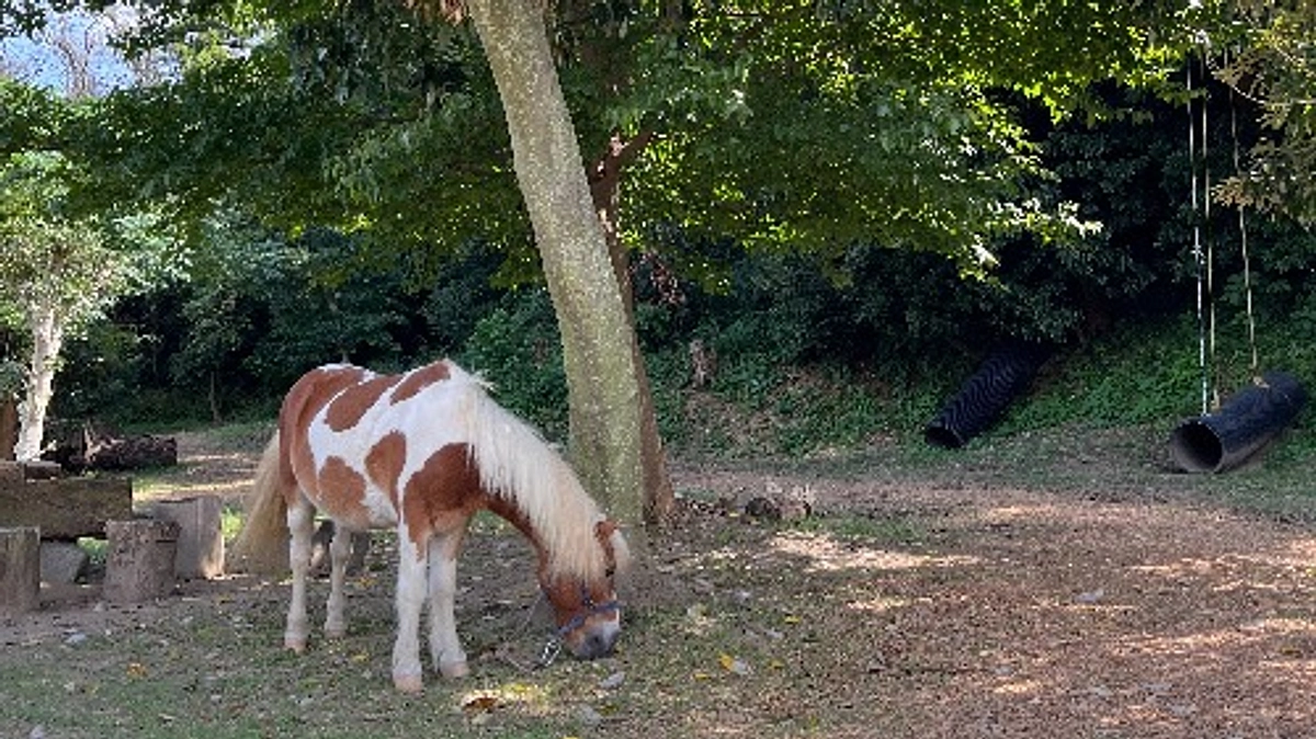 ホースセラピーのご感想いただきました