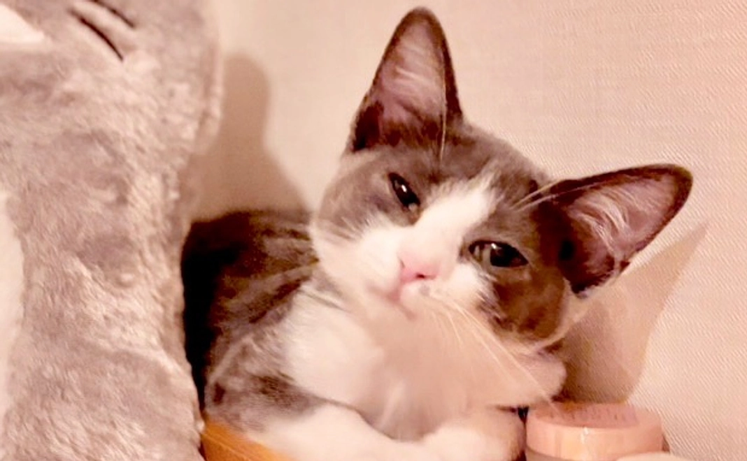 お市応援:1000円