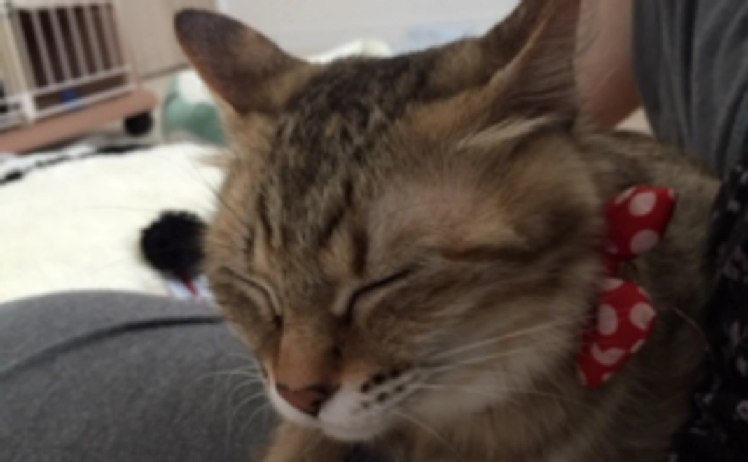 「5千円」寄附コース