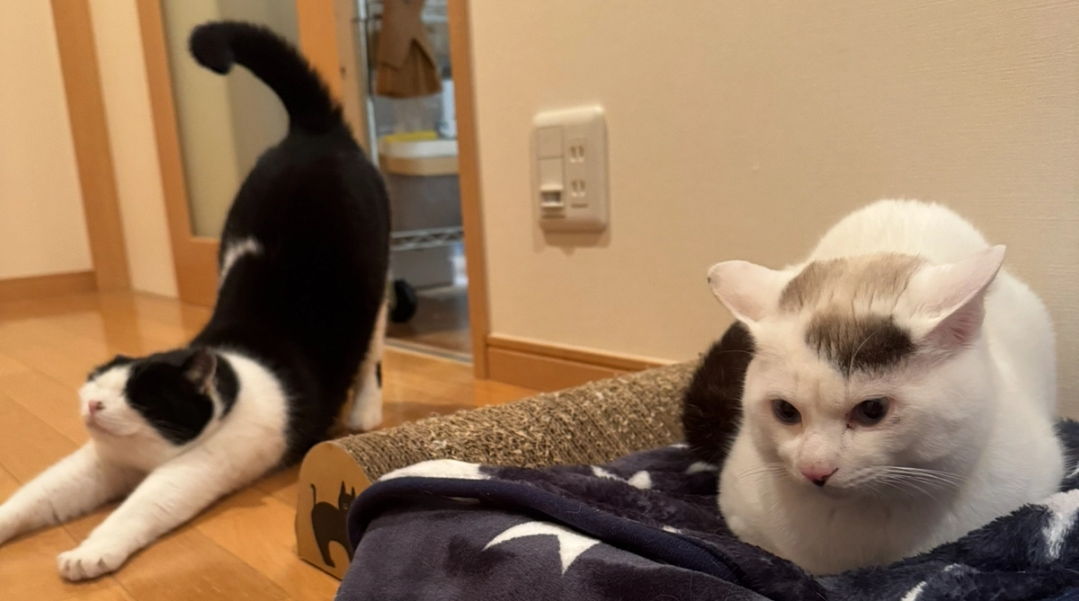 シンバ、名前を覚えてくれています！