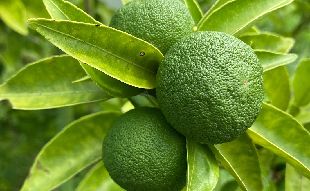 すだち1本分苗代応援します（¥4,000）＋感謝のメール