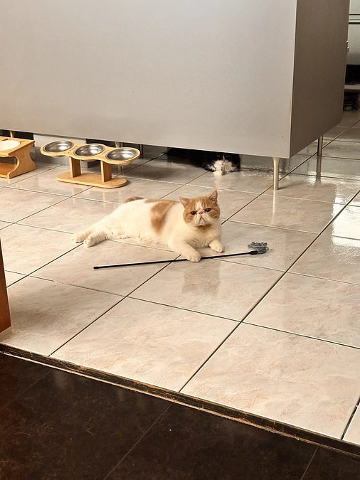 去勢手術しました