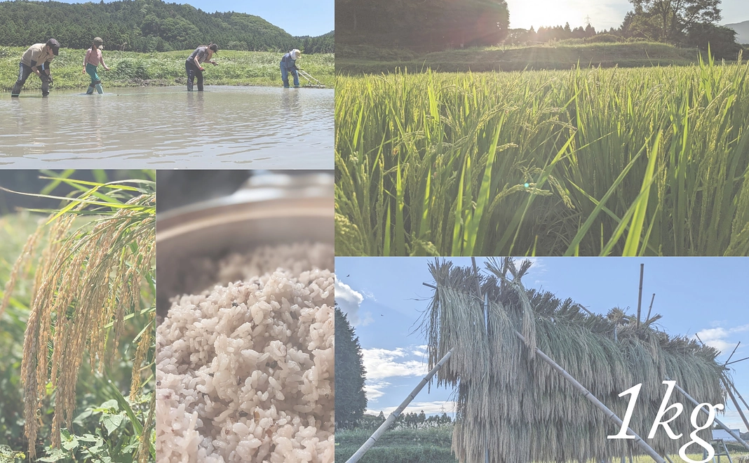 自然農のお米1㎏