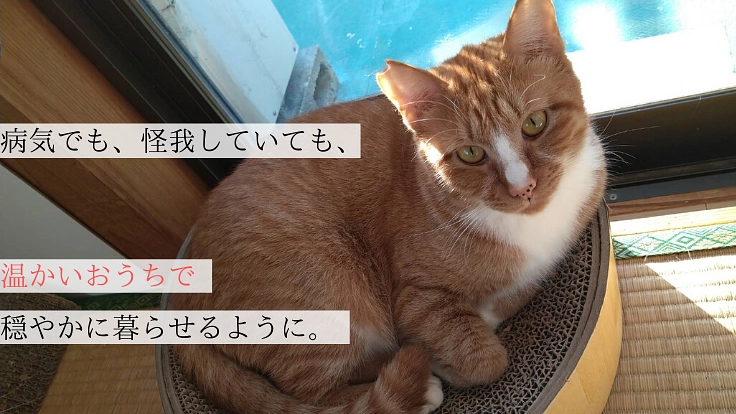 救える命を諦めたくない。高知の保護猫・犬の医療費を集めたい