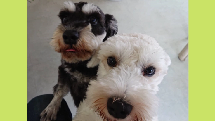 琵琶湖のほとりでわんちゃんと優雅なひとときを過ごしませんか？